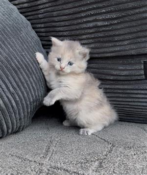 Maine coon cross kittens for sale