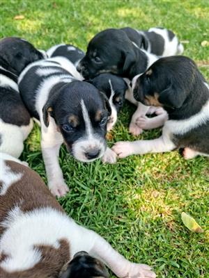 Fox terrier puppies for sale (Langbeen).  