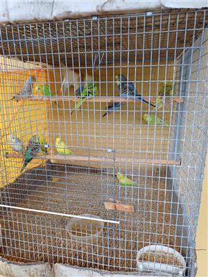 Young Budgies