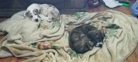 Great dane puppies for sale