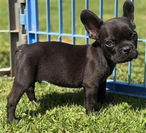Beautiful French bulldog puppies available