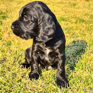 Purebred Cocker Spaniels 
