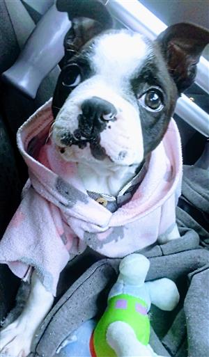 BOSTON  STUNNING  MALE  PUPPY 