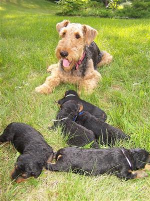 Airedale terrier puppies for sale