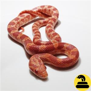 Albino Corn Snakes for Sale