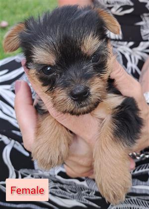 4x Yorkie puppies IN HEIDELBERG, GAUTENG 