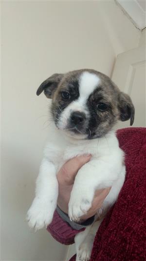 Pekingese x jack Russell puppies 