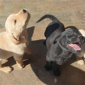 Labrador puppies for sale