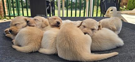 American Golden Labrador Puppies