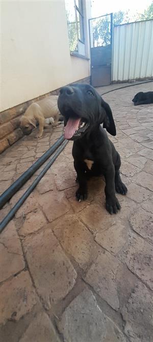 GREATDANE PUPPIES FOR SALE