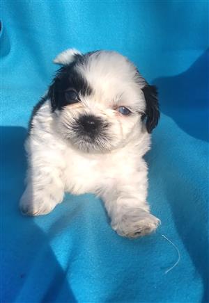 Beautiful shih-tzu puppies