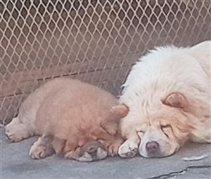 Chinese chow chow 