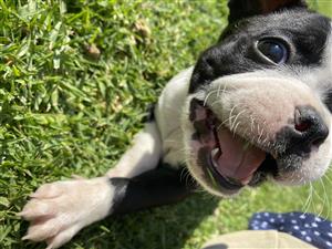 Boston terrier puppies for sale 