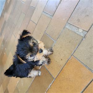 Yorkie puppie 