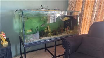 6fft fish tank and stand only 6k