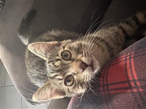 Male Kitten Available 