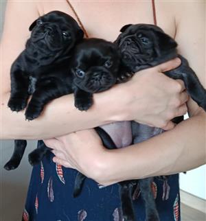 Pug puppies 