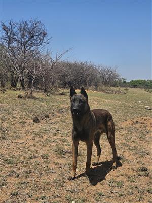 Belgian shepherd puppies 
