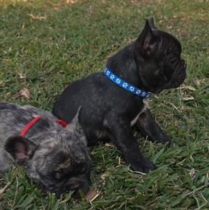 Beautiful French bulldog puppies available