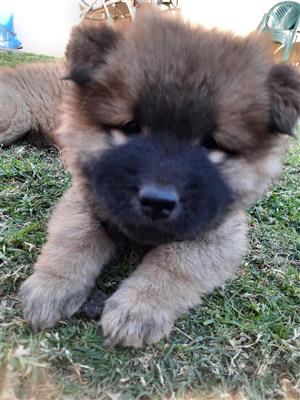 Chow chow puppies 