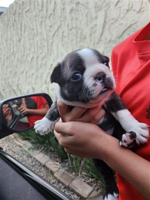Boston Terrier Puppy for sale price negotiable