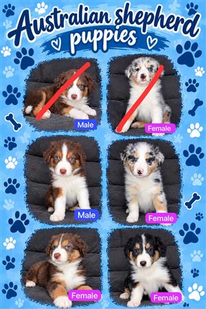 Australian shepherd 