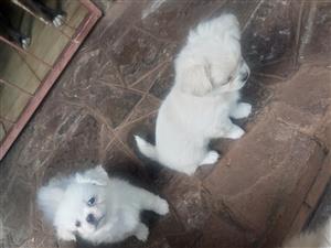 4 pekinegse cross maltese puppies for sale 8weeks old dewormed and inoculated