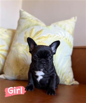 Stunning French bulldog puppies available
