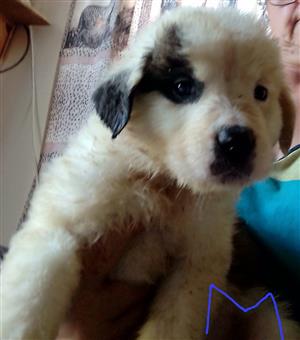 Purebred St Bernard puppies 