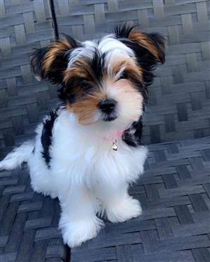 Yorkshire Terrier (Yorkie) Puppies for Sale 