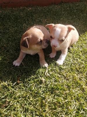 2 Chihuahua puppies for sale