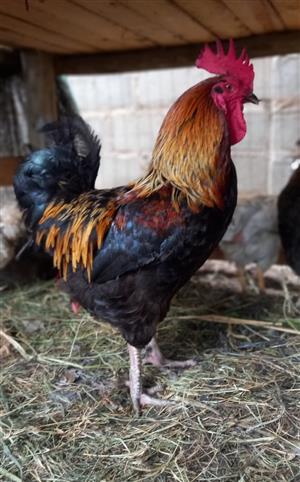 Rooster - Australorp x Rhode Island 