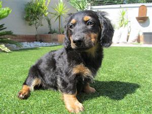Male Dachshund Longhair Puppies 