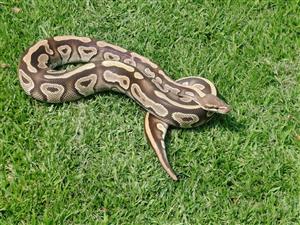Ball python