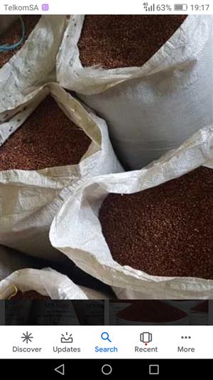 Red sorghum available for sale