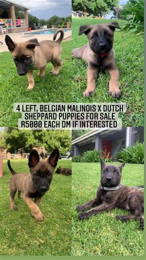 Belgian malinois puppies for sale in Pretoria 10 weeks  