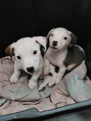 Dachshund cross jack russell puppies 