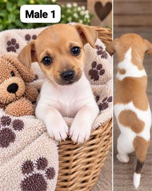 Jack Russell puppies 