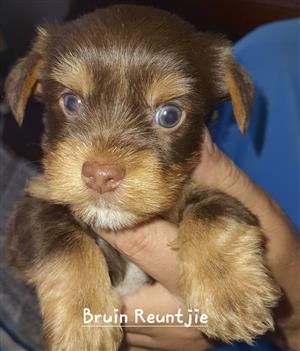 YORKIES AVAILABLE!!!