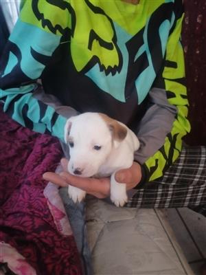 Beautiful Jack russell cross yorkie puppies for sale