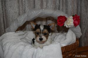 Yorkies