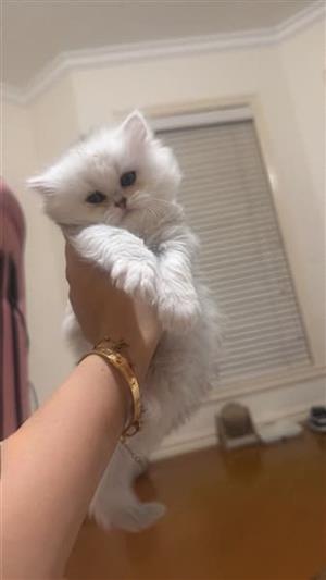 Persian Chinchilla Female Kitten – Ready for Her New Home.