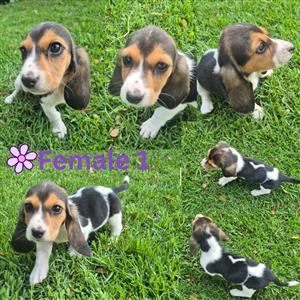 Beautiful Basset Puppies looking for their new family