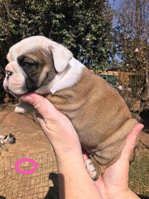 Gorgeous English bulldog puppies available
