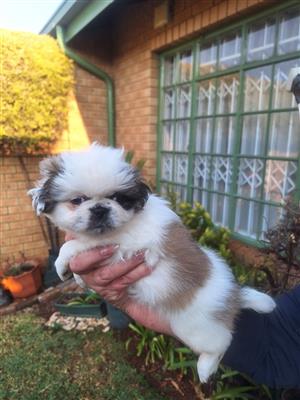 Pekingese 