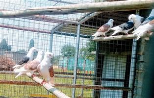 Dutch Owl Pigeons for sale