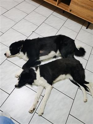 Border collie puppies