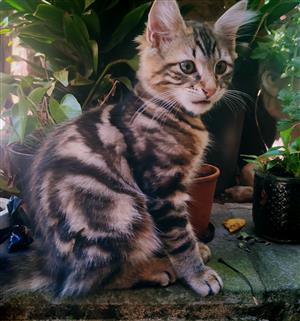 MAINE COON KITTENS BOOKINGS AVAILABLE 