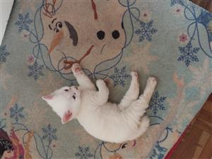 Maincoon white female