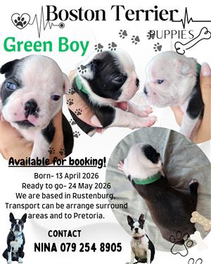 Beautiful Boston Terrier Male pups!